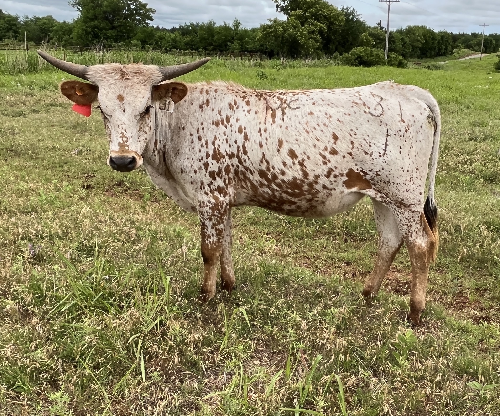 Cattle for Sale Oklahoma & Texas Longhorn Investments Semkin Longhorns